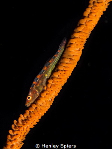 Wire Coral Goby (Bryaninops yongei) by Henley Spiers 